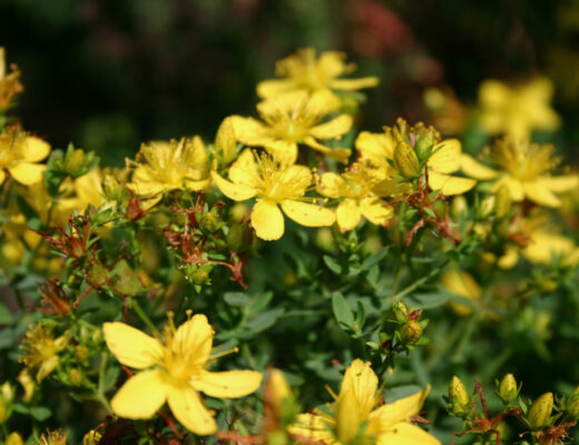 Nahaufnahme gelbe Johanniskraut-Blüten