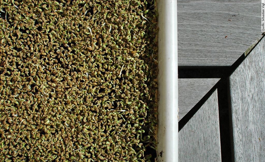 Nahaufnahme von keimendes Saatgut von Bockshornklee-Microgreens auf Holzbank