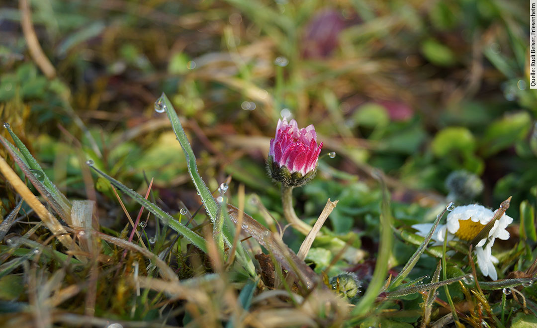 Gänseblümchen – essbar und heilsam - Heilpflanzen Blog