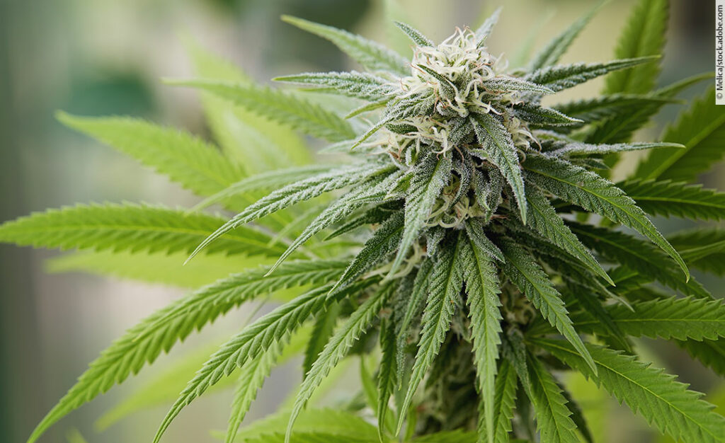 Hanfpflanze Cannabis